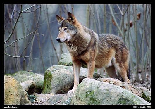 canis_lupus03[1].jpg